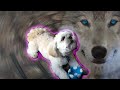 Sqeaky toy makes cute dog howl