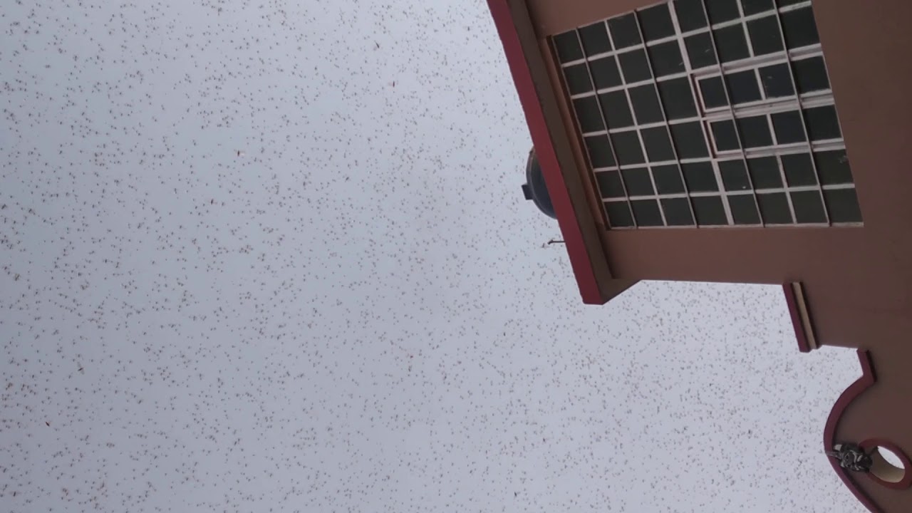 Group of locust...after 27 years in jaipur