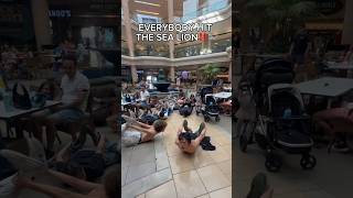 SO MANY SEA LIONS😳🦭@JuicyJacob #funny #sealion #crashout #cringe #meme