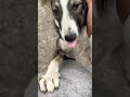 The Hug #shorts #animallover #doglover #dogs