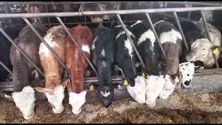 Bull Weanlings