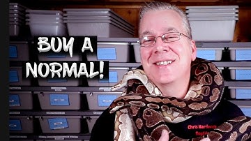10 Reasons to Buy a Normal (Classic) Ball Python
