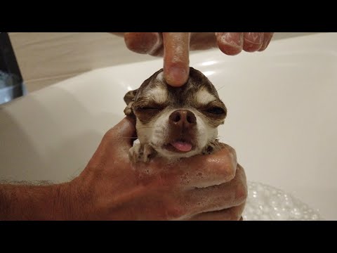 Не покупай шампунь для собак пока не посмотришь это видео!