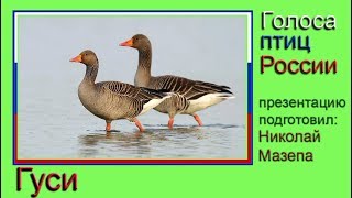 Гуси. Голоса птиц России Гуси. Голоса птиц России