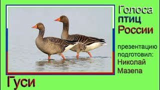 Виды Гусей Фото И Названия В России