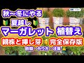 【夏越しマーガレットの今】12月の様子・植替え・鉢増し・切戻し