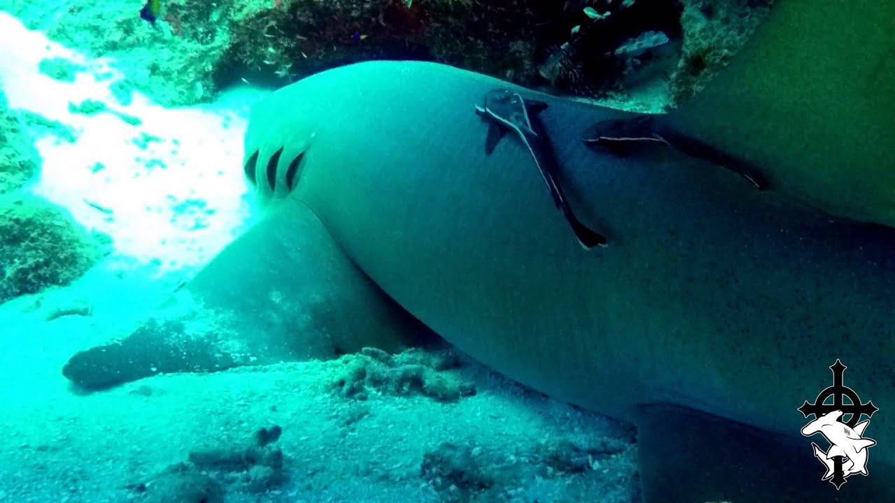 Let Sleeping Sharks Lie.. Belize 2015 - YouTube