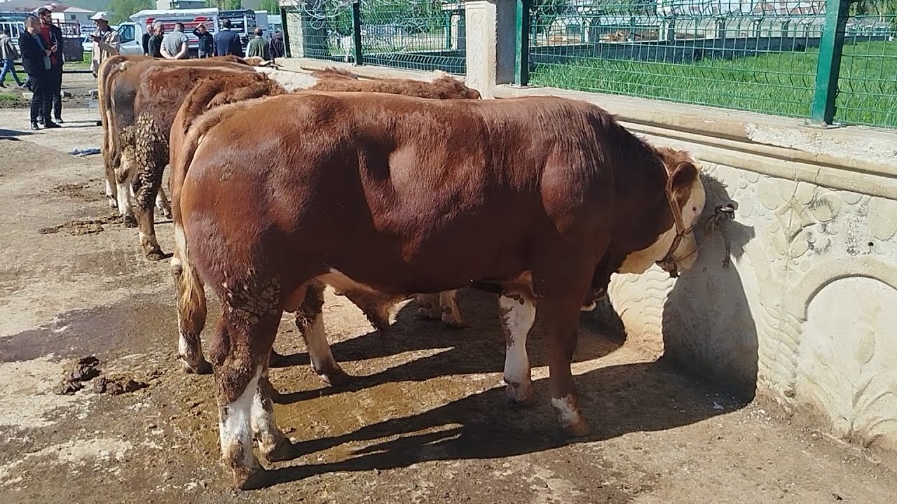 07 MAYIS 2025 MUŞ HAYVAN PAZARI/ŞAMPİYON DANA SATILDI⁉️ #büyükbaş #küçükbaş #hayvanpazari #inek #muş