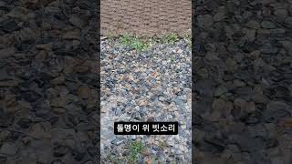 돌멩이 위 빗소리