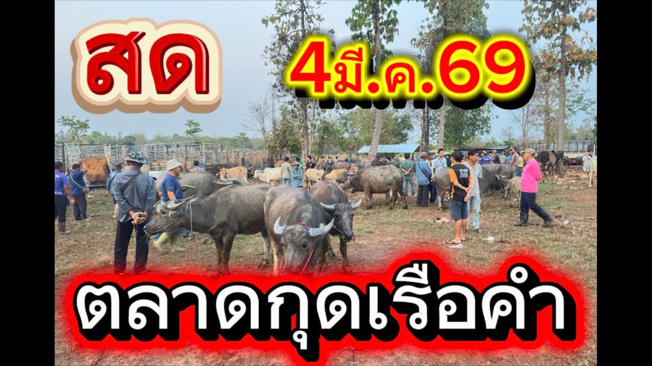 ชมบรรยากาศตลาดนัดโคกระบือกุดเรือคำ อ.สว่าง จ.สกลนคร#ราคาวัววันนี้