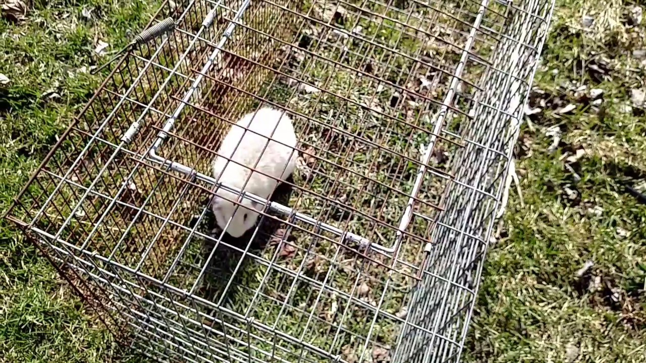 Guinea pig Tractor YouTube