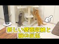 猫ズは気づいていない？！新しい壁面収納への猫ズのリアクション。