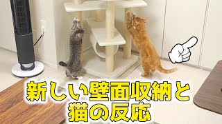 猫ズは気づいていない？！新しい壁面収納への猫ズのリアクション。