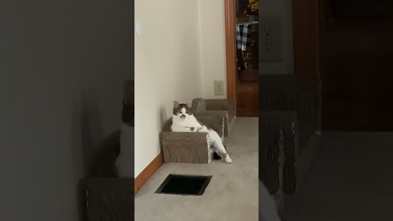 Cat sitting like Grown human 🤣 funny