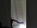 شاطر وماكر بيات حجاز كرد صبا شرقين شاطر وماكر بيات حجاز كرد صبا شرقين
