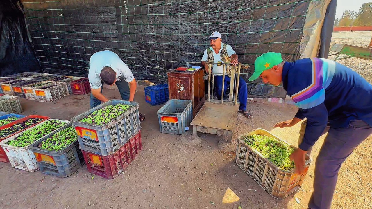 سوق الزيتون القلعة السراغنة تخلصت قدامي قنطار ونص بهاد الثمن وعاطي 10او11او12