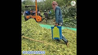 Best corn silage prepare in Bangladesh #shortvideos