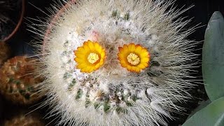 My Parodia chrysacanthion Cactus Plant 'Rubra Orange Flame' in Flower