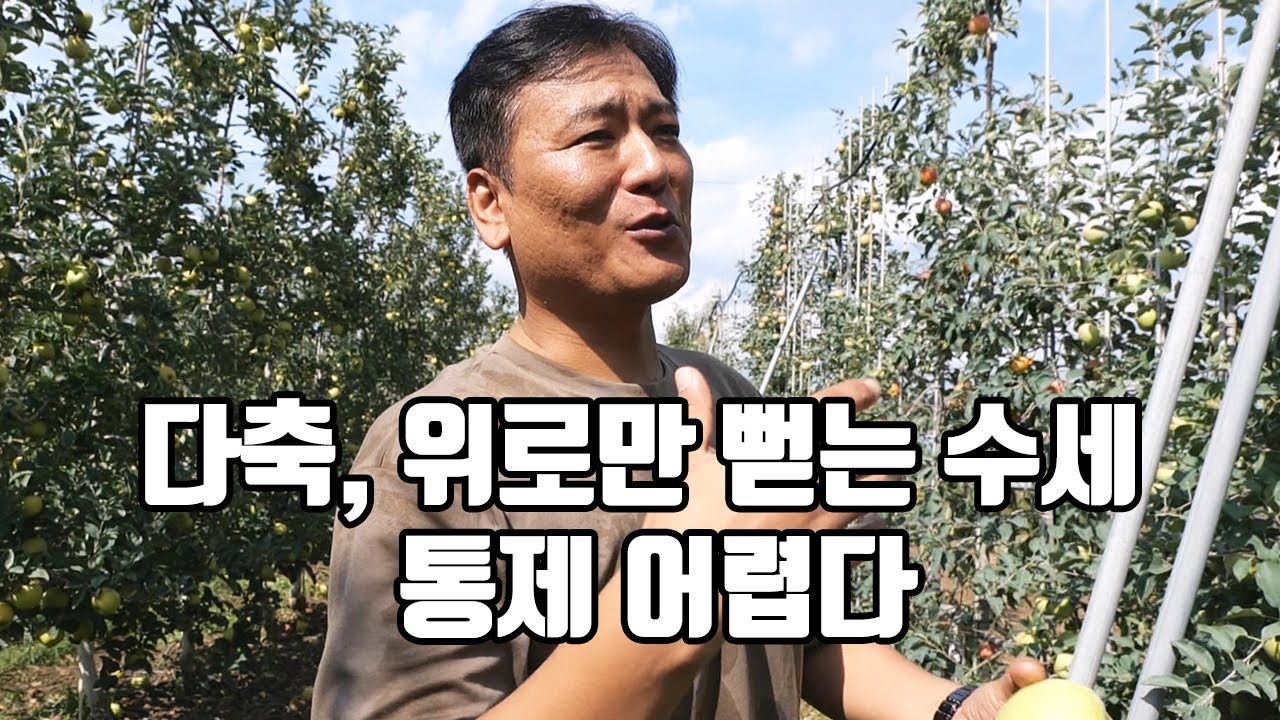 팔메트, 직립성 가지는 어떻게 처리할까?