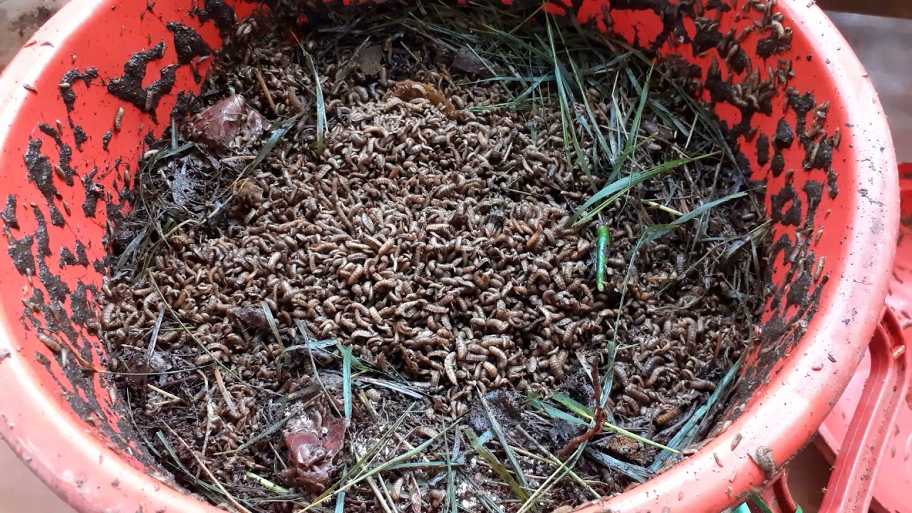 Black Soldier Fly Larvae Working Hard in my Compost Bin