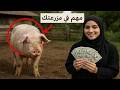 لن تصدق الفائدة الاقتصادية لهذا الحيوان لماذا ي رب ى الخنزير حتى في مزارع المسلمين 
