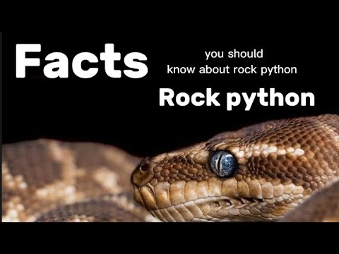 African rock python is not a good pet for you... #dangerous #pets #pet