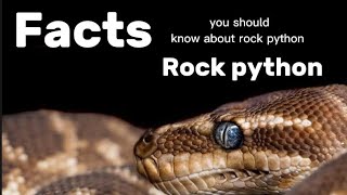 Details African rock python is not a good pet for you... #dangerous #pets #pet Guide
