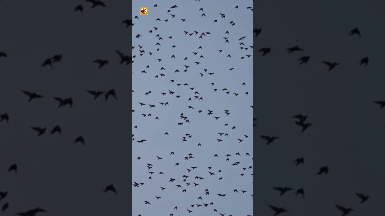 Crow Sounds | View Of A Horde Of Crows Flying On A Gray Sky