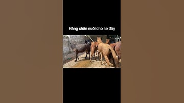 Bên em mới về ít hàng chăn nuôi vỗ béo mời  các bác thẩm