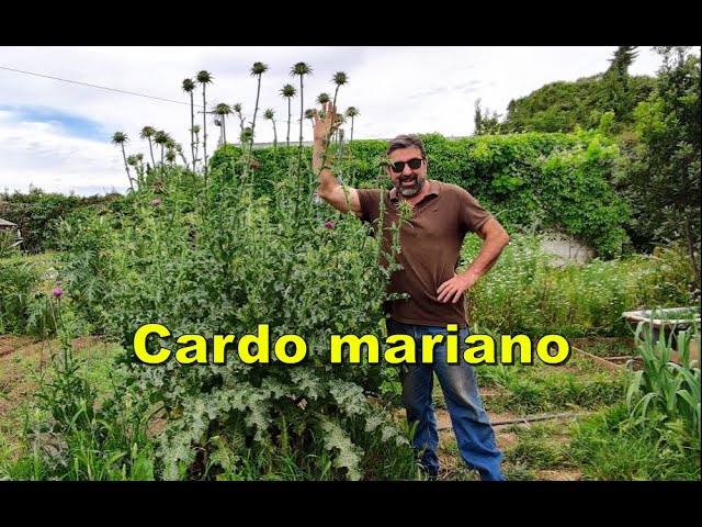 Cardo mariano (Silybum marianum) 