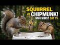 Squirrel &amp; Chipmunk at the Bird Feeder 🐈 Cat TV 🙀 Birds 🐦Cardinals Song Sparrows