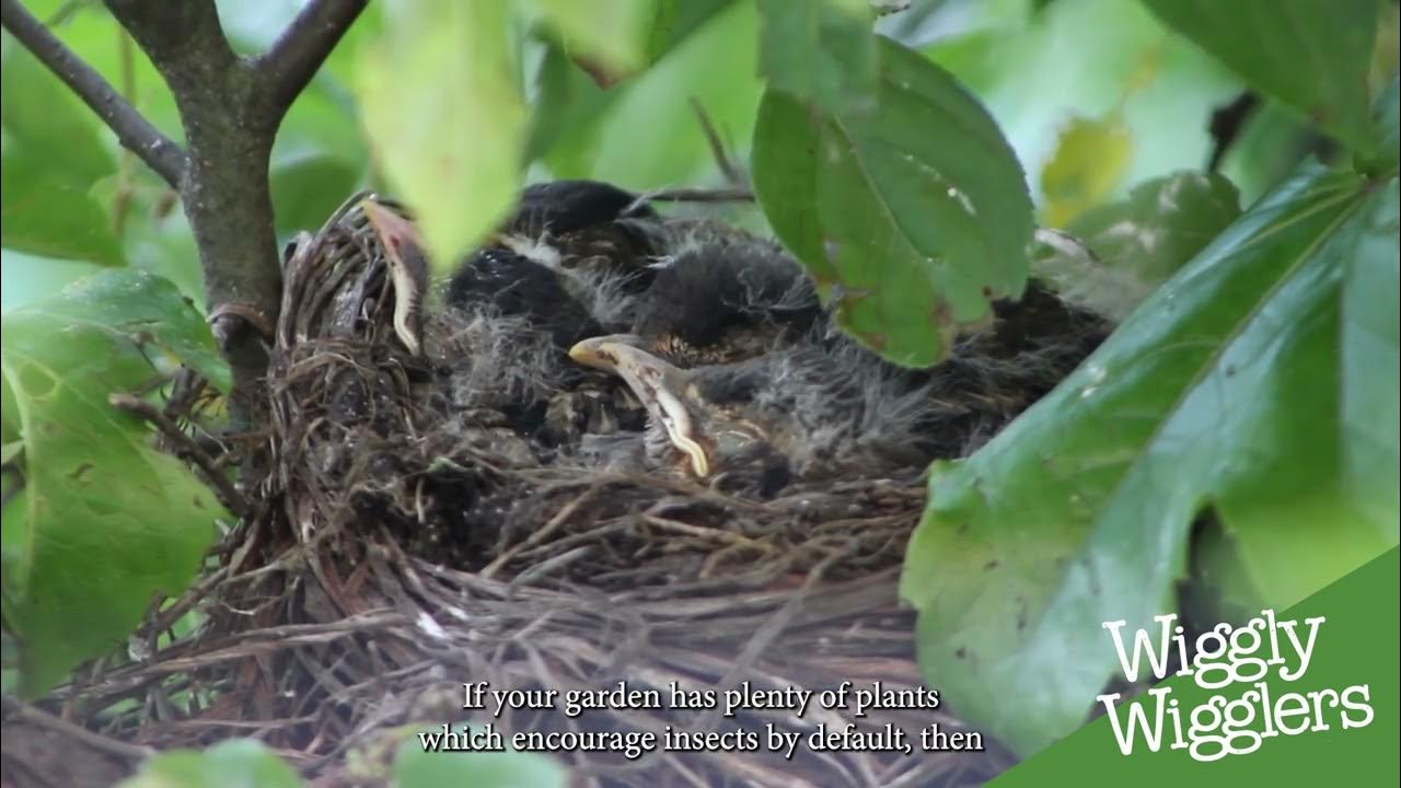 Helping Baby Birds YouTube