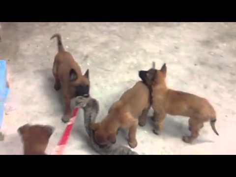 Chiots Malinois 6 Semaines De Flora Caiser 13 Youtube