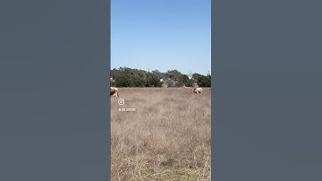 March of the Longhorn #cattle #longhorns #animals #shorts #austin #texas #nature #adventure #cow