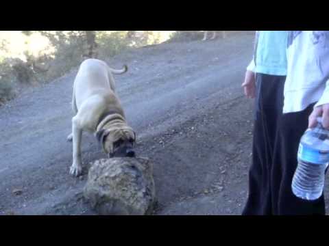 huge-english-mastiff-plays-with-100-pound-bolder!!!-funny