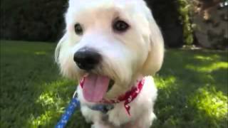 Maltese Rescue California - Bentley by Maltese Rescue California 1,016 views 10 years ago 1 minute, 40 seconds