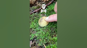 Pluk DEZE NIET!! Botjes vs. Shaggy Mane-paddenstoelen #paddenstoelenjacht