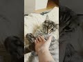 Кусь-кусь, мяу-мяу.