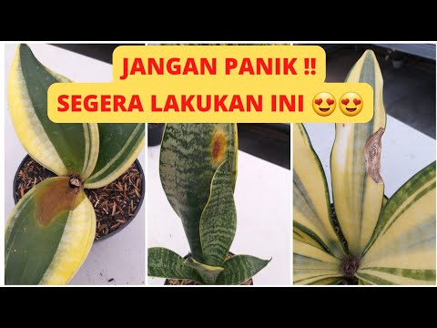 Video: Apa yang Menyebabkan Tompok Daun Aster: Menangani Tompok Pada Daun Aster