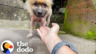 Pomeranian Rescued From Cage Grows The Fluffiest Coat | The Dodo
