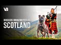 THE 10 SCOTTISH DOG BREEDS