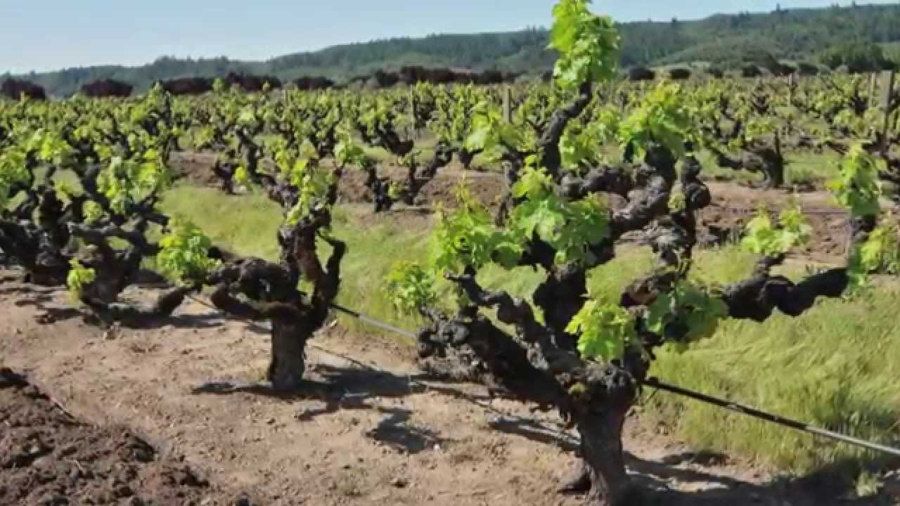 The Geyserville vineyard