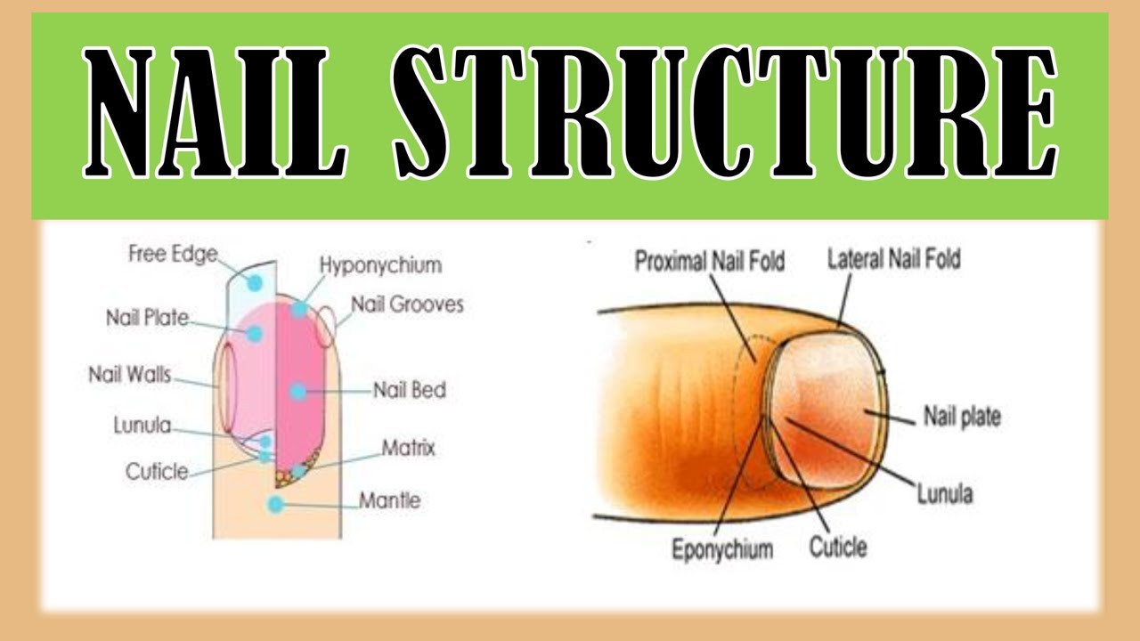 Basic Lessons on Toenail Anatomy - The Nail Lady