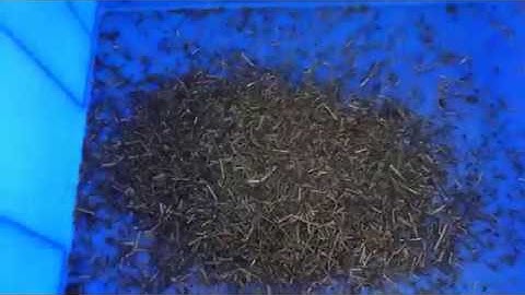 tea optical sorting machine