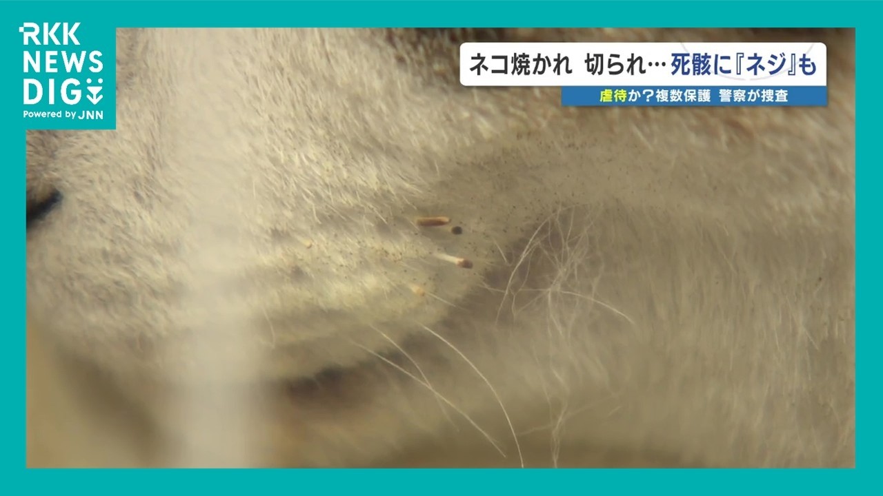 猫ちゃん　割れあり　節抜けあり　現品処分 A cat's whiskers were burned and cut off, and when it was cremated