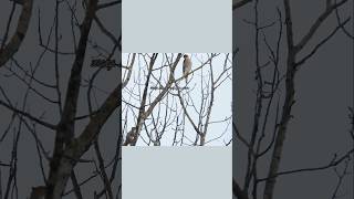 This squirrel rules this roost #hittheroadjack #raycharles