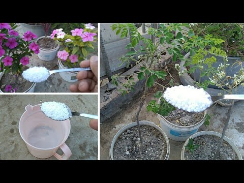 إستخدم هذا المكون فى تسميد النباتات المنزلية نباتات الزينة الخضروات الورقية ستدهشك النتائج