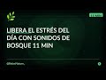 Sonidos de bosque suave • Paz y tranquilidad • Zen Music • 11 min