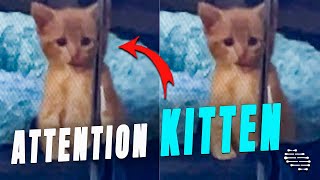 Kitten Looking Towards Owner While Licking Its Mouth