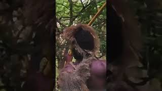 Their Hunting Skills Are Insane #tribal #hunting #survival